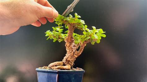 Frank Yee Cork Bark Dwarf Jade Summer Maintenance Pruning Youtube