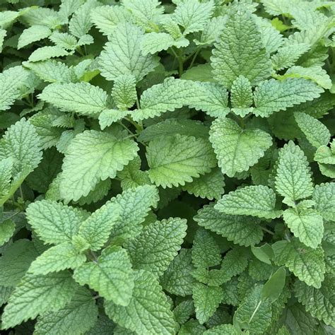 lemon balm organic seeds hudson valley seed company