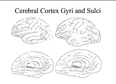 Gyri And Sulci Diagram Quizlet