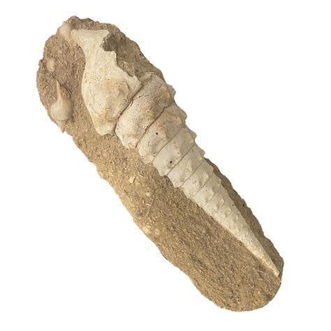 shell fossils unique prehistoric marine finds art  god