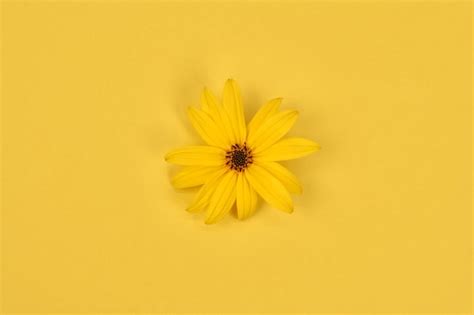 Premium Photo One Yellow Flower Bud Of Topinambur On Yellow