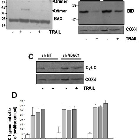 VDAC1 Silencing Blocks TRAIL Induced Apoptosis A Western Blot