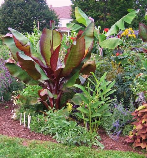 Ensete Maurelii Red Abyssinian Banana Tree In 4 Inch Pot COLD