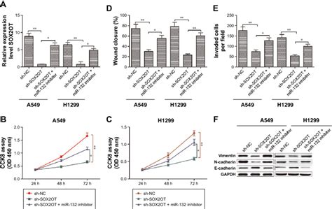 Mir Mediates The Tumor Suppressive Effects Of Sox Ot Knockdown In