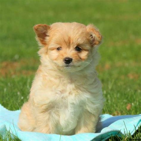 Pomapoo Puppies For Sale | Greenfield Puppies