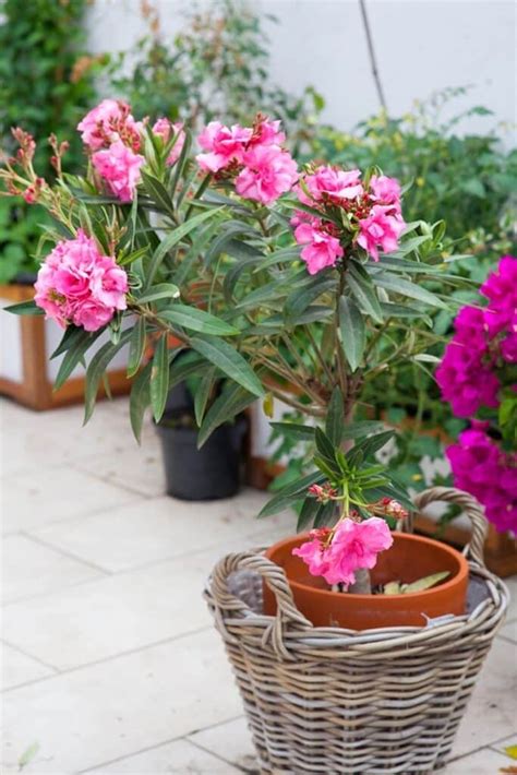 Oleander Snoeien En Onderhouden