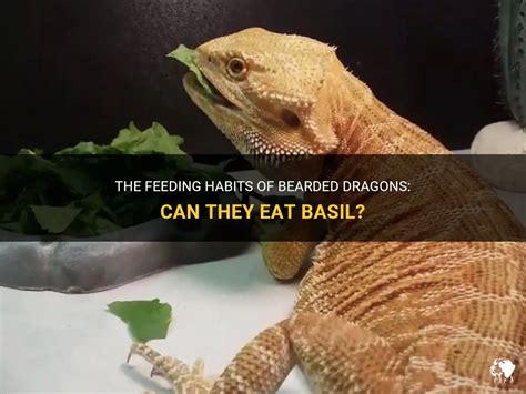 The Feeding Habits Of Bearded Dragons Can They Eat Basil PetShun