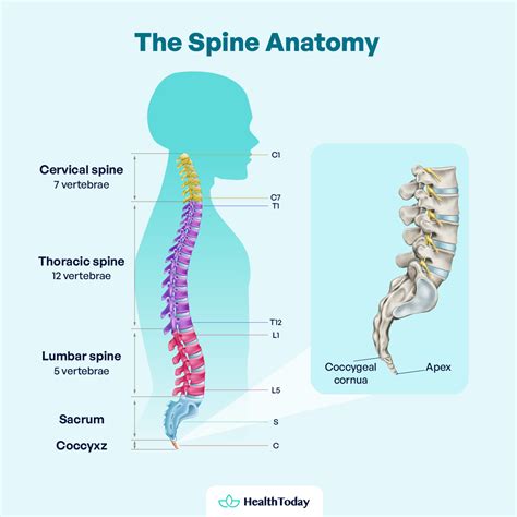 Why Does My Tailbone Hurt: Causes, Symptoms, and Treatments - HealthToday
