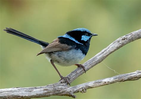 Superb Fairy-wren - ClimateWatch Australia- Citizen Science App