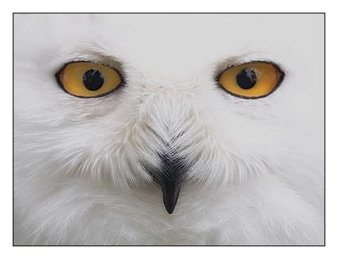 Kuck-Kuck... Foto & Bild | experimente, tiere, zoo, wildpark ...