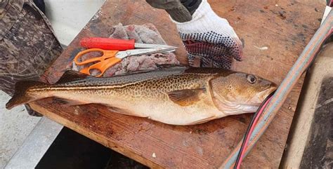 Torskefiskeri Fang En Torsk I Med Disse Fisketips