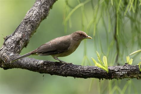 Turdus Grayi Nombre N Mirla Nombre Cient Fico Turdus Flickr