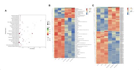 Figure Kegg Enrichment Of Top Pp Pathways Of Combined Analysis A