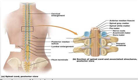 Spinal Cord Diagram Quizlet