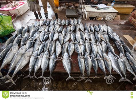 fish classification dataset  sih