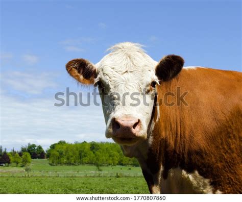 325 Curious Hereford Cow Royalty Free Photos And Stock Images