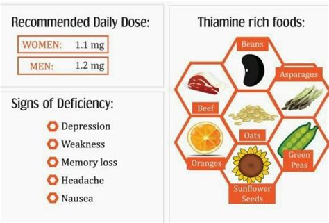 Foods high in thiamine | Oregano essential oil, Best essential oils, Food