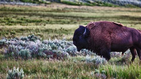 Yellowstone National Park - World Heritage USA