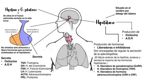 Sistema Endocrino Eder Sanchez Udocz