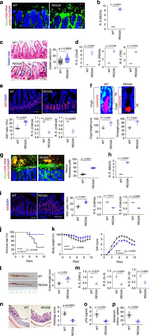 Gut Human REG3A Promotes The Formation Of Gut Mucus Layers A