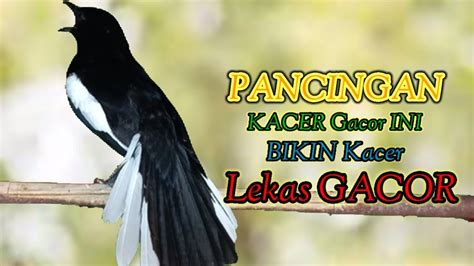 PANCINGAN KACER GACOR EFEKTIF BUAT MEMANCING EMOSI KACER BAHAN SUPAYA