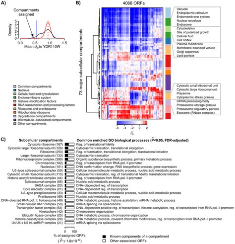 A Subcellular Localization Map For The Yeast Proteome A An Example