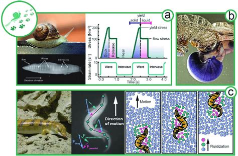 Locomotion Of Animals Exploiting Complex Flow Behavior A Facilitated