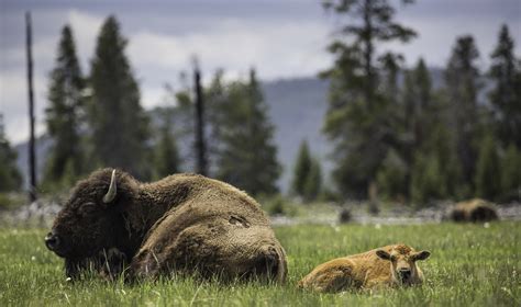 Free Images Nature Grass Wilderness Ground Wildlife Wild Cow