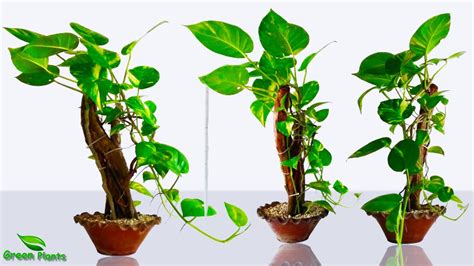 How To Grow Money Plant Like A Tree In Indoor Money Plant Growing Your