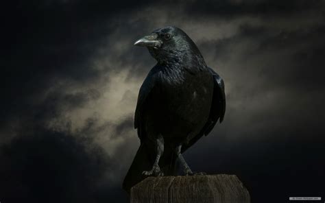 Crow Wallpapers - 4k, HD Crow Backgrounds on WallpaperBat