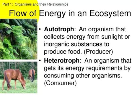 PPT - Flow of Energy in an Ecosystem PowerPoint Presentation, free ...