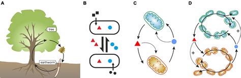 Frontiers The Evolution Of Microbial Facilitation Sociogenesis