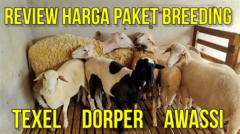 Review Harga Paket Breeding Domba Dorper Awassi Texel Murah Di Kandang