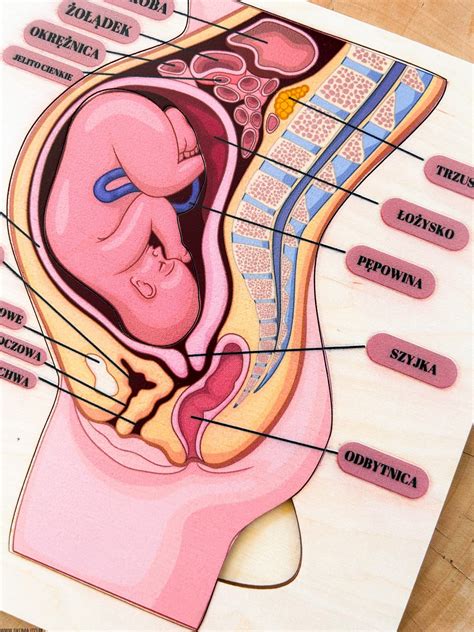Rozwój dziecka w brzuchu mamy układanka rozwój płodu budowa kobiety