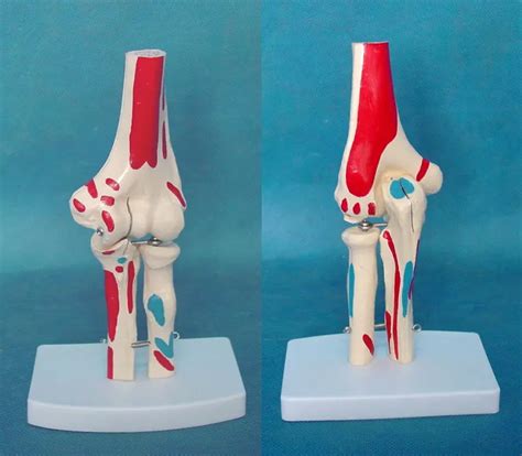 Life Size Colored Human Elbow Joint Model Anatomical Anatomy Elbow