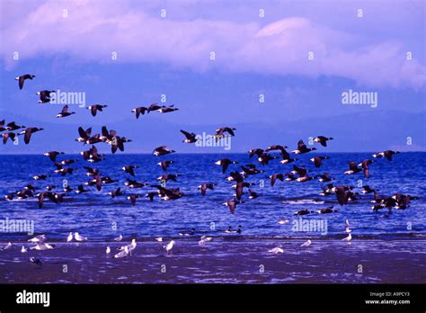 Pacific Black Brant Geese with Latin Name of Branta bernicla on ...