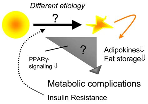 mouse models  lipodystrophy key reagents   understanding