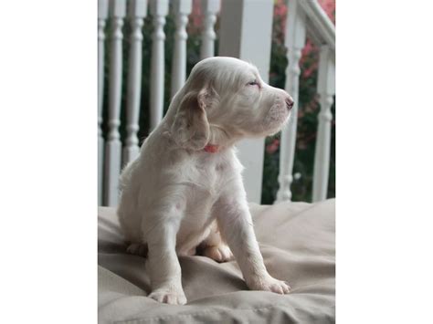 Reg. English Setter pups for sale in - Puppies for Sale Near Me