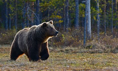 Species Description Manitoba Grizzly Bear Safety Program