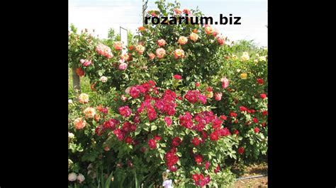 длинные побеги у розы эден розе, питомник роз полины козловой rozarium ...
