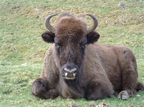 European Bison Highland Wildlife Park Jim Scott Flickr