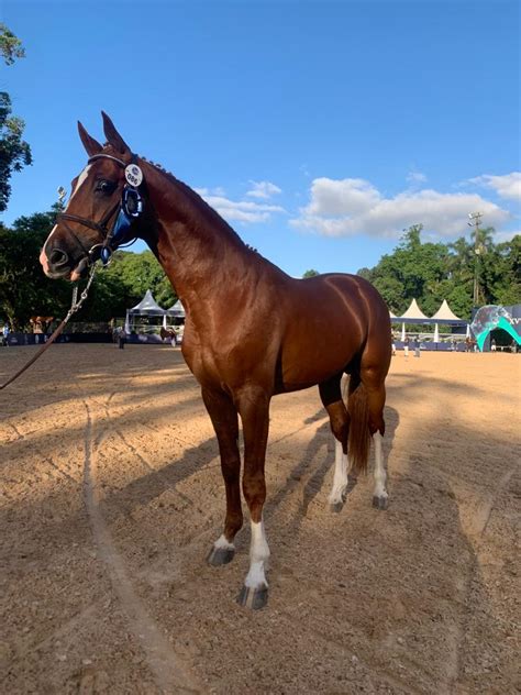 Coudelaria de Rincão participa do XVIII Festival Nacional do Cavalo