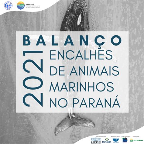 Em 2021 2 300 animais encalharam nas praias do Paraná Jornalista