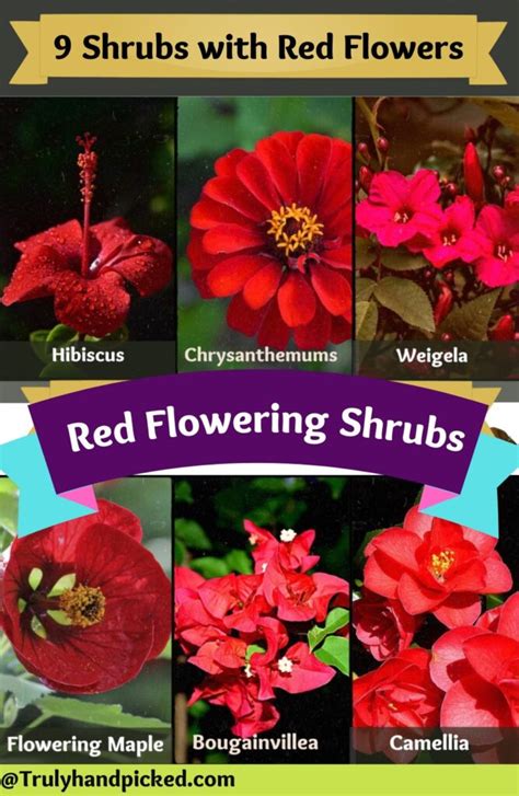 9 Brilliant Bright Red Flowering Shrubs For Your Garden