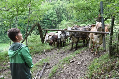 Schule Trimbach Besuch Auf Dem Bauernhof W Hrend Der