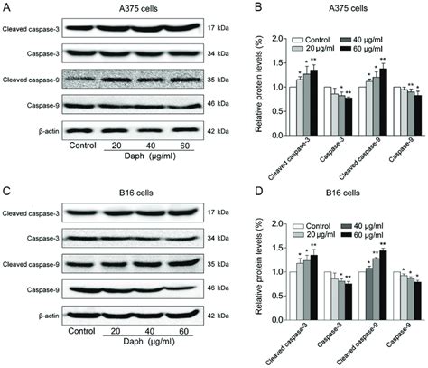 Daphnoretin Induces Melanoma Cell Apoptosis Via A Caspase Dependent