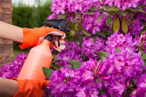 Daphne Plant Problems Yellow Leaves Sudden Death Syndrome Ultimate