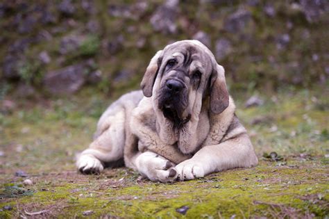 Mastín Español (Spanischer Mastiff) - rasse - charakter - pflege 2024