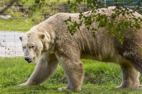 Are there bears in Scotland? – Nature Blog Network