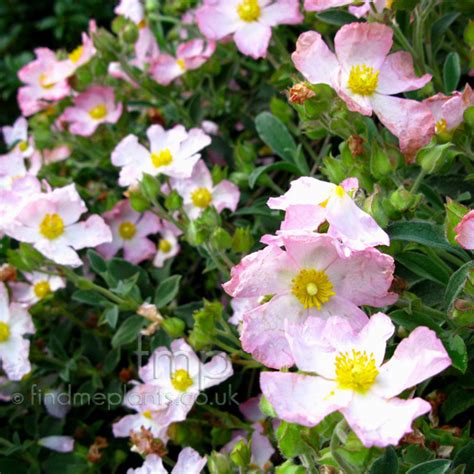 big photo  cistus  findmeplants